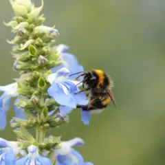 Hummel sammelt Nektar auf blauer Blüte. Ein schöner bienengarten anlegen beginnt mit solchen Momenten.