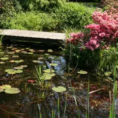 Ein idyllischer Garten mit einem **Teich anlegen**. Seerosen schwimmen auf dem dunklen Wasser, eine Holzbrücke führt über den Teich, umgeben von üppigem Grün und rosa Blüten.