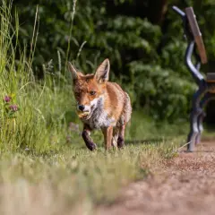 Ein Fuchs mit einem Leckerbissen im Maul läuft durch hohes Gras. Ein Park mit einer Bank und unscharfen Personen im Hintergrund zeigt, dass Tiere in der Stadt leben.