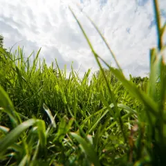 Hohes, grünes Gras im Vordergrund, der Himmel mit Wolken darüber. Hier wird **no mow may** gefeiert, die Natur darf wachsen.