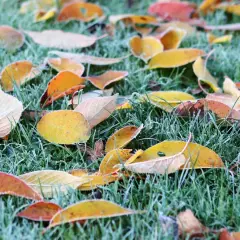 Bunte Herbstblätter liegen auf gefrorenem Gras. Ein Zeichen, dass man das Laub liegen lassen kann, um den Boden zu schützen.