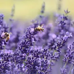 Zwei Bienen sammeln Nektar von bienenfreundlichen Blumen. Lavendel blüht in voller Pracht.