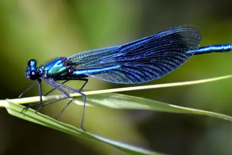 Blaue Libelle auf einem Grashalm. Sie jagt kleine Insekten, denn das ist, was fressen Libellen.