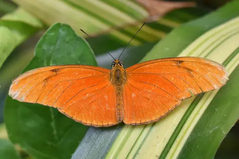 Ein leuchtend oranger Schmetterling ruht auf grünen Blättern. Seine Flügel sind leicht geöffnet, und man fragt sich, wie alt werden schmetterlinge, um diese Schönheit zu erleben.