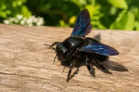 Eine große, schwarze Holzwespe mit schillernden blauen Flügeln sitzt auf einem Holzbrett.