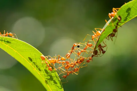 Eine Kolonie von roten Ameisen bildet eine lebende Brücke über ein Blatt. Man fragt sich, wie viele Ameisen leben in einem Ameisenhaufen, wenn sie so zusammenarbeiten.