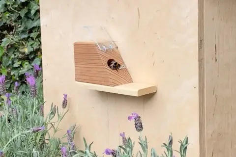 Fleißige erdhummeln im garten finden ein neues Zuhause in einem hölzernen Insektenhotel, umgeben von duftendem Lavendel.