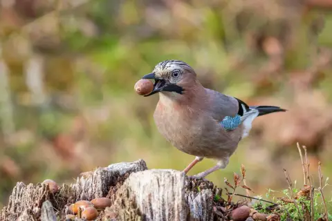 Eichelhäher mit Eichel im Schnabel, bereit zum Verstecken. Ein Vogel, der weiß, wer frisst Eicheln.