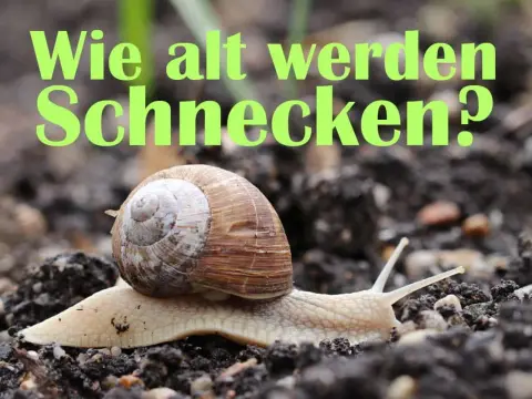Wie alt werden Schnecken? Die Wahrheit über Lebensdauer & Arten