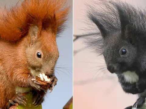 Dunkles Eichhörnchen - Was steckt dahinter? Entdecke die Wahrheit!