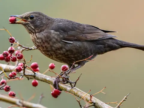 Kranke Amsel im Garten? So erkennst du Usutu & hilfst richtig