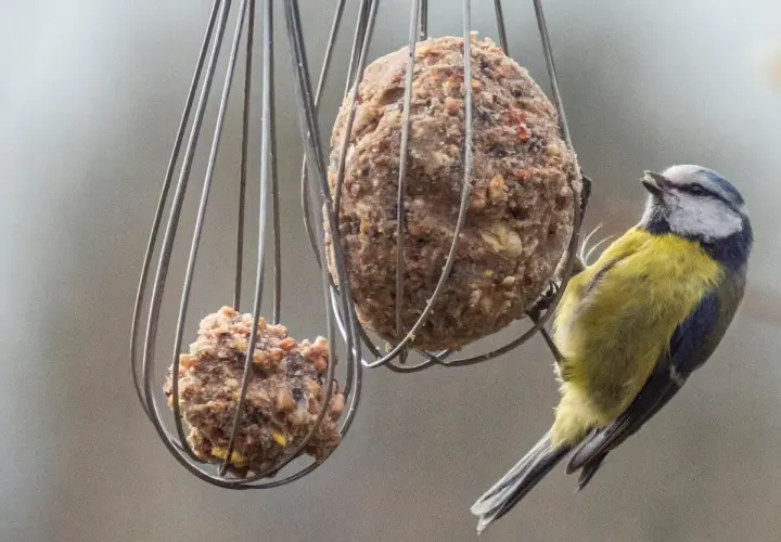 Ein Blaumeise pickt an einem Fettball, welches vogelfutter im winter.