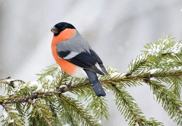 Ein Kernbeißer mit leuchtend orangefarbener Brust sitzt auf einem schneebedeckten Tannenzweig. Ein schönes Motiv, um einen Vogel zu bestimmen.