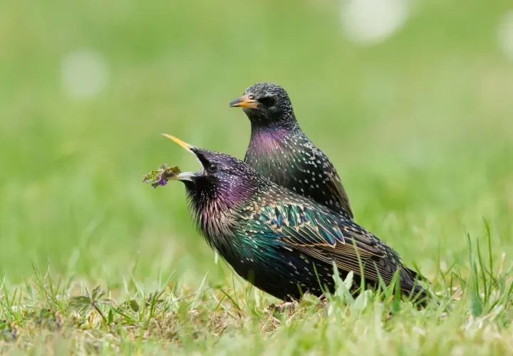 Zwei bunte Stare im Gras. Einer mit geöffnetem Schnabel und Futter, zeigt, wie ein Star aussieht.