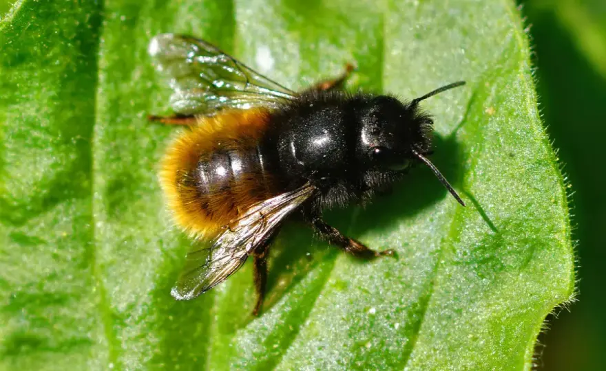 Bienenarten in Deutschland - So wird Ihr Garten wirklich bienenfreundlich