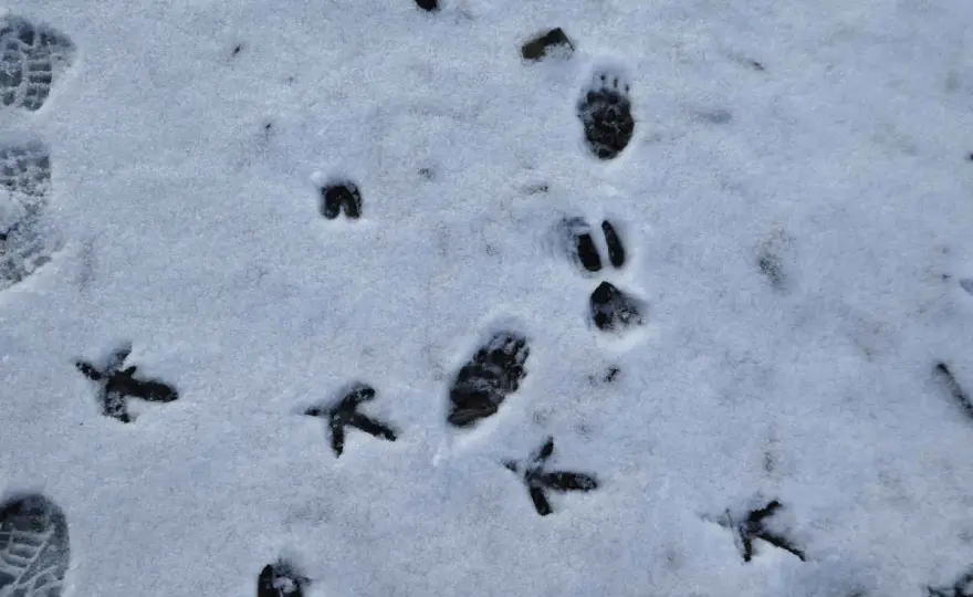 Kaninchenspuren im Schnee erkennen - Dein Guide für den Garten