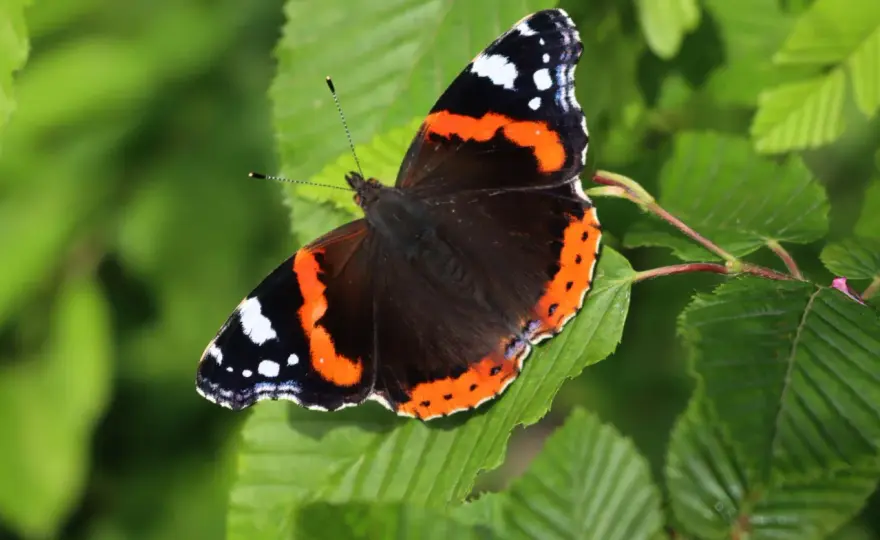 Admiral Schmetterling - So lockst du ihn in deinen Garten!
