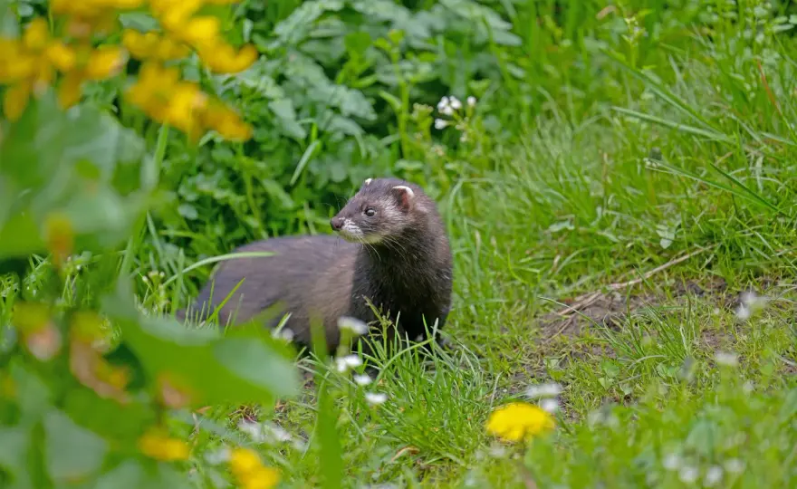 Iltis im Garten? Erkennen, verstehen, richtig handeln!