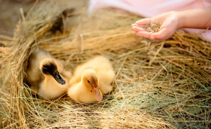Was fressen Wildenten? Die Wahrheit über Futter & Küken