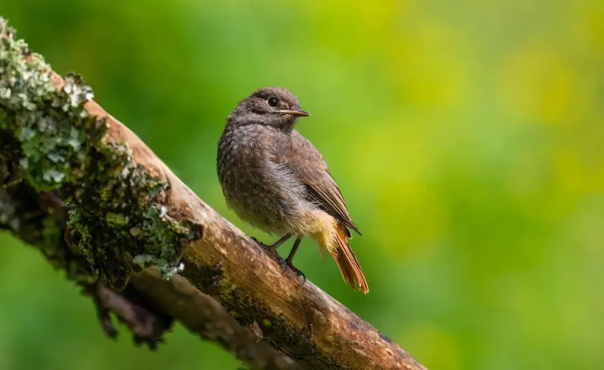 Vögel bestimmen - Sicher erkennen: 6 Merkmale für deinen Garten