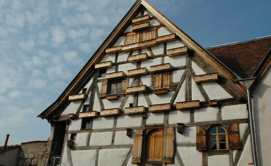Mauersegler-Nisthilfe: So gelingt der Brutplatz am Haus