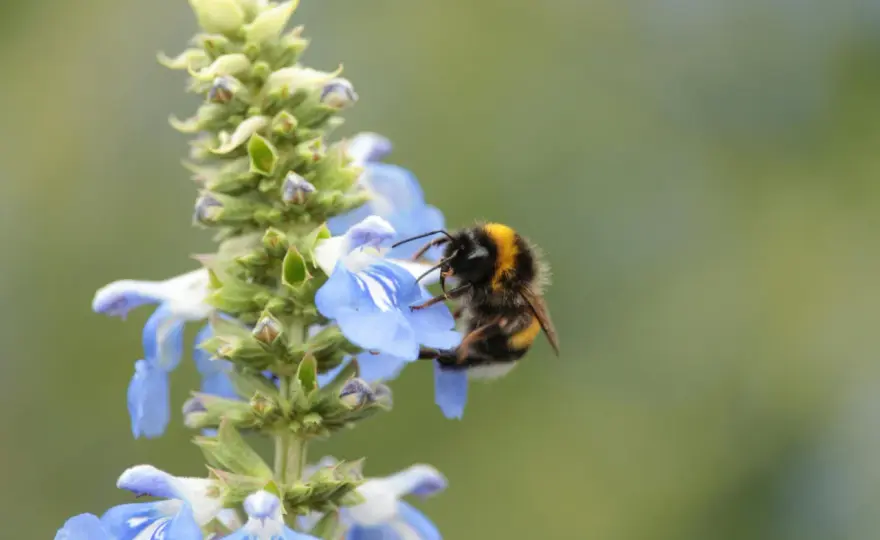 Bienenfreundlicher Garten - So hilfst du Bienen wirklich!