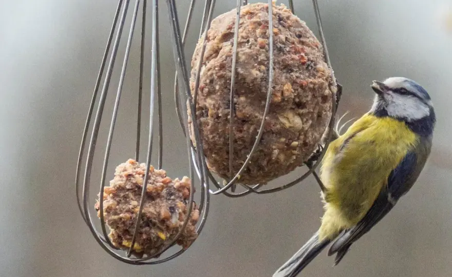 Vogelfutter im Winter - Was wirklich hilft & was nicht!
