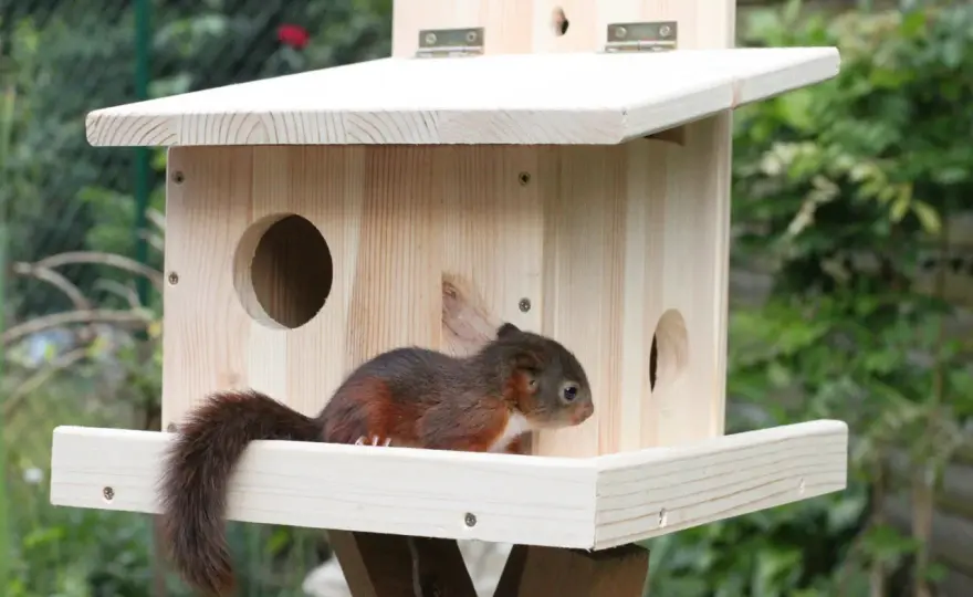 Eichhörnchen Kobel - So wird dein Garten zum Zuhause