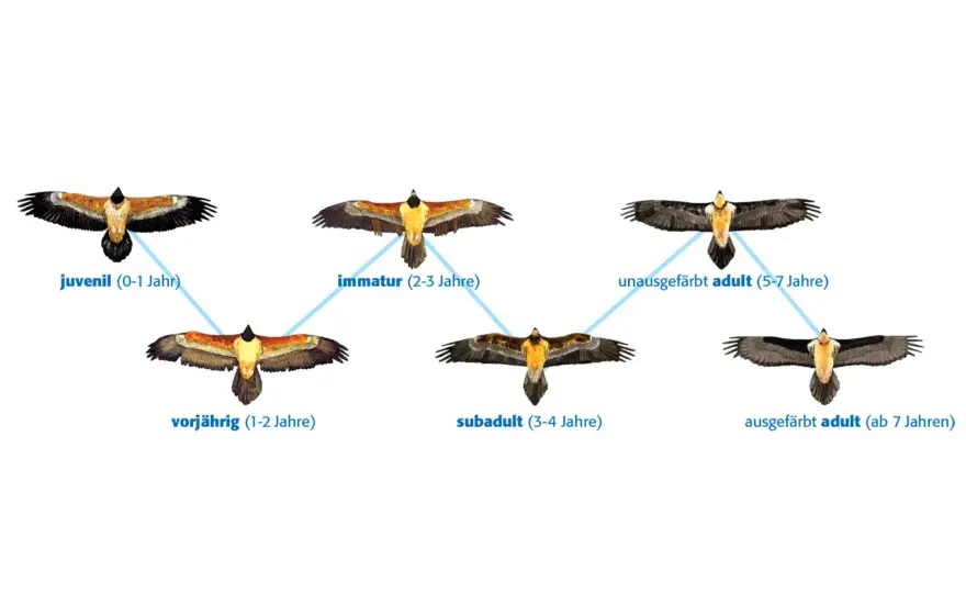 Greifvögel in Deutschland erkennen - Arten, Schutz & Hilfe