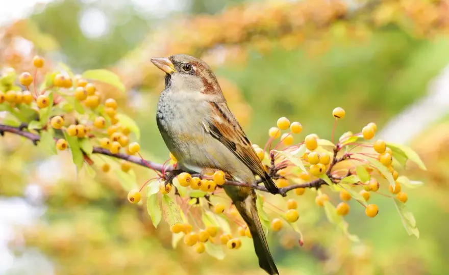 Was fressen Spatzen wirklich? Fütterung & Gartentipps