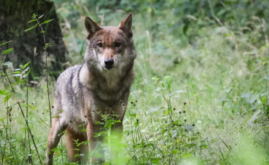 Wolf in Bayern - Aktuelle Lage, Schutz & Verhalten verstehen