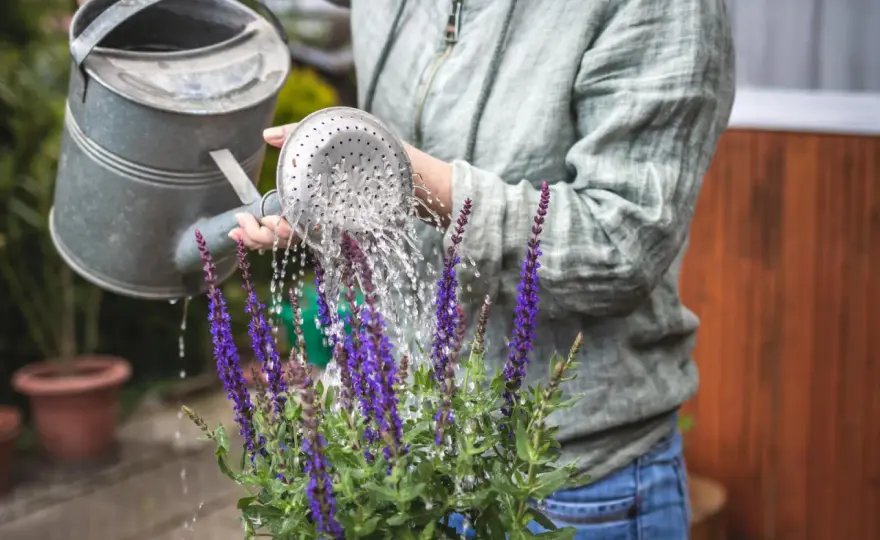 Bienenfreundliche Balkonpflanzen - Dein Balkon als Oase