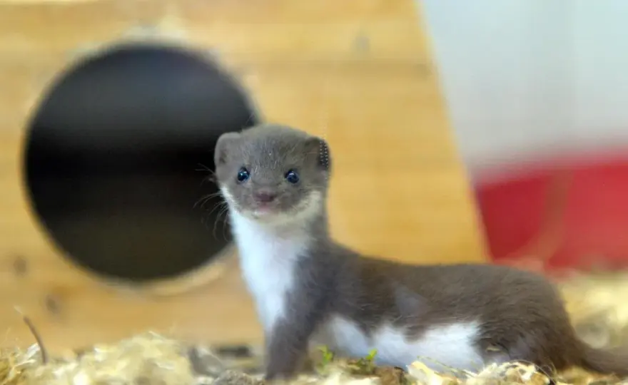 Mauswiesel im Haus? So handelst du richtig – Sicher & Tierfreundlich