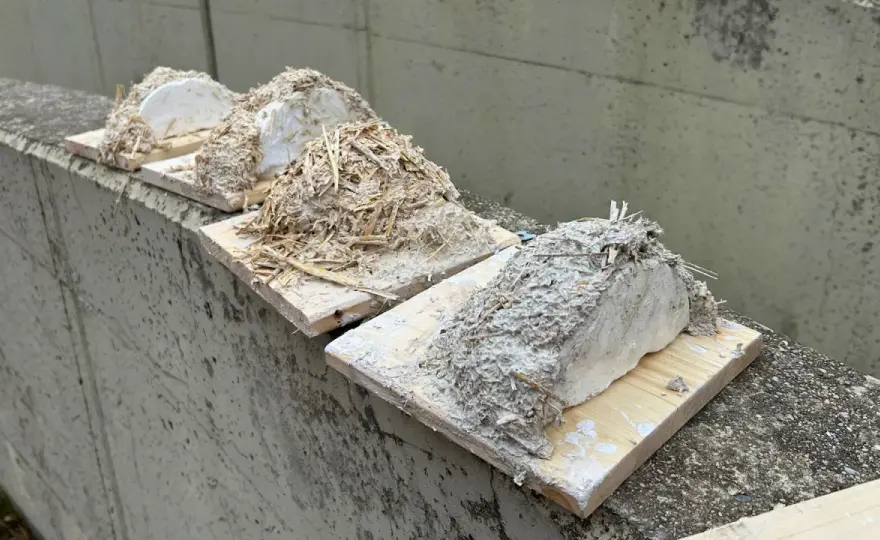 Schwalbennest bauen - So gelingt der perfekte Brutplatz