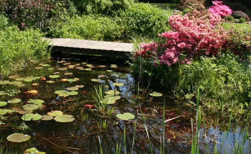 Naturnaher Gartenteich anlegen - So wird er zum Biotop!