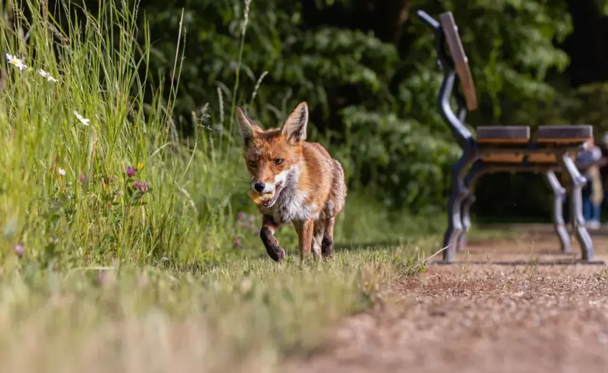 Wildtiere in der Stadt - So wird dein Garten zur Oase