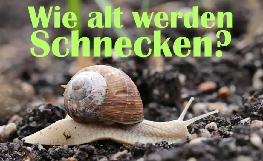 Wie alt werden Schnecken? Die Wahrheit über Lebensdauer & Arten