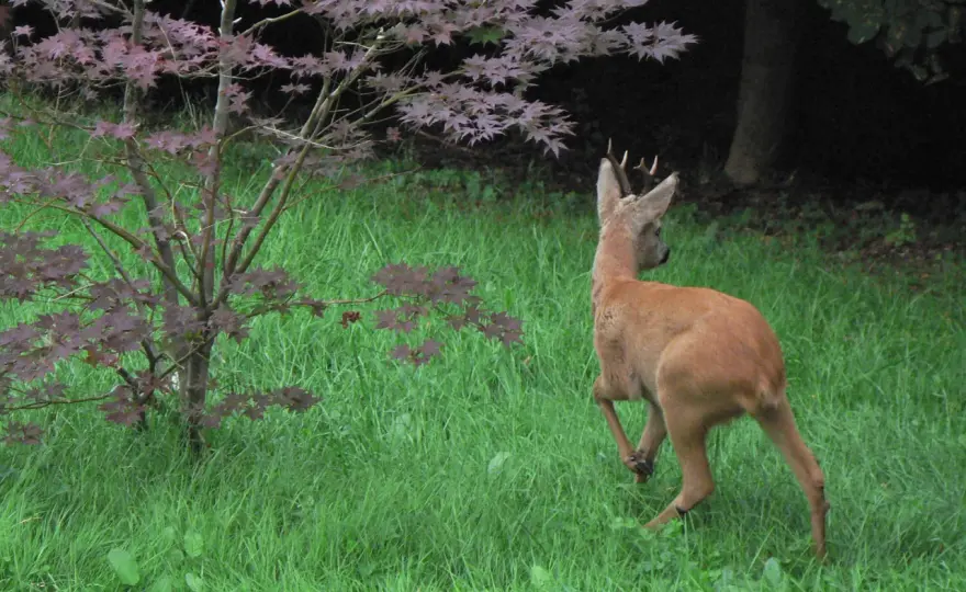 Rehe füttern - Warum es schadet & was wirklich hilft
