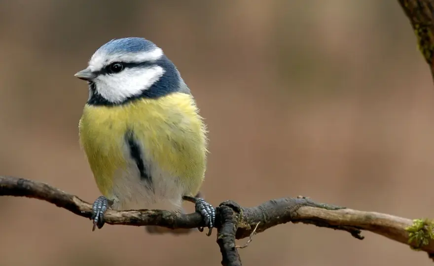 Vogelarten in Deutschland - Erkennen & schützen!