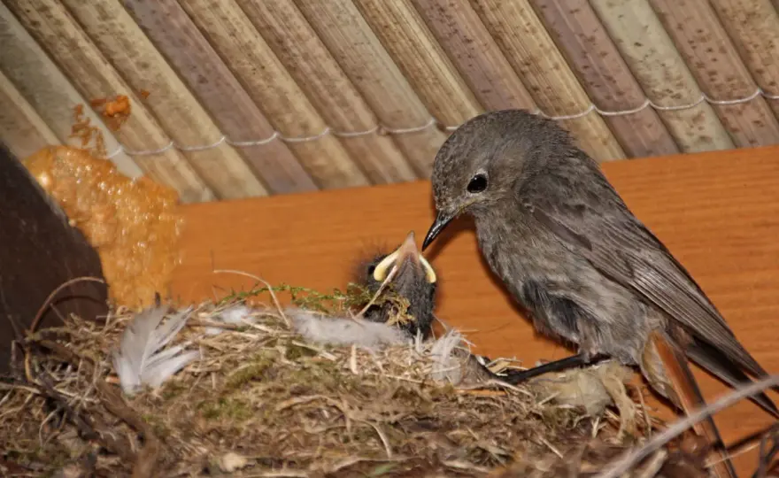 Hausrotschwanz-Nest: So lockst du ihn wirklich an!