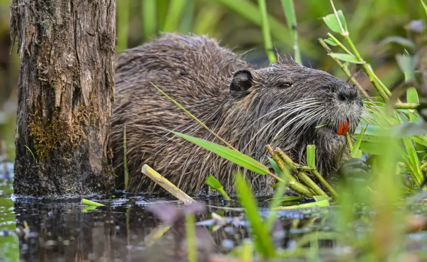 Nutria erkennen & handeln - Ufer schützen, Schäden vermeiden