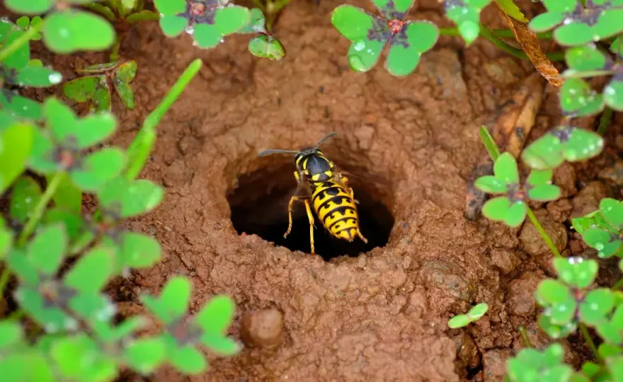 Wespen schützen im Garten - So geht Naturschutz wirklich!