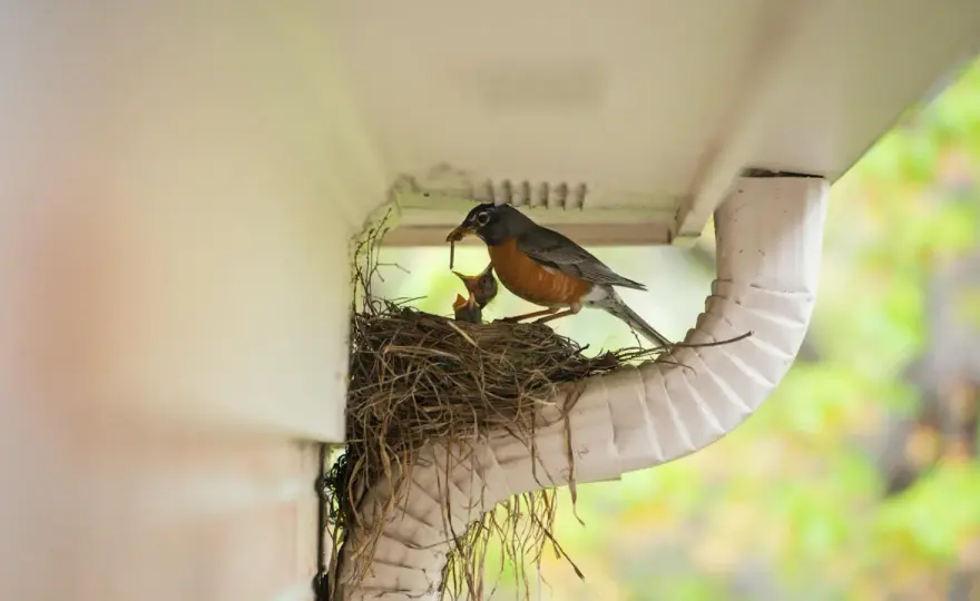 Rotkehlchen Nest im Garten - So hilfst du richtig!