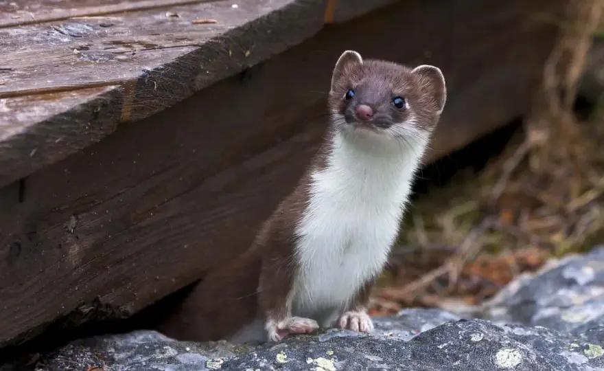Wiesel im Garten - Mauswiesel & Hermelin erkennen & fördern