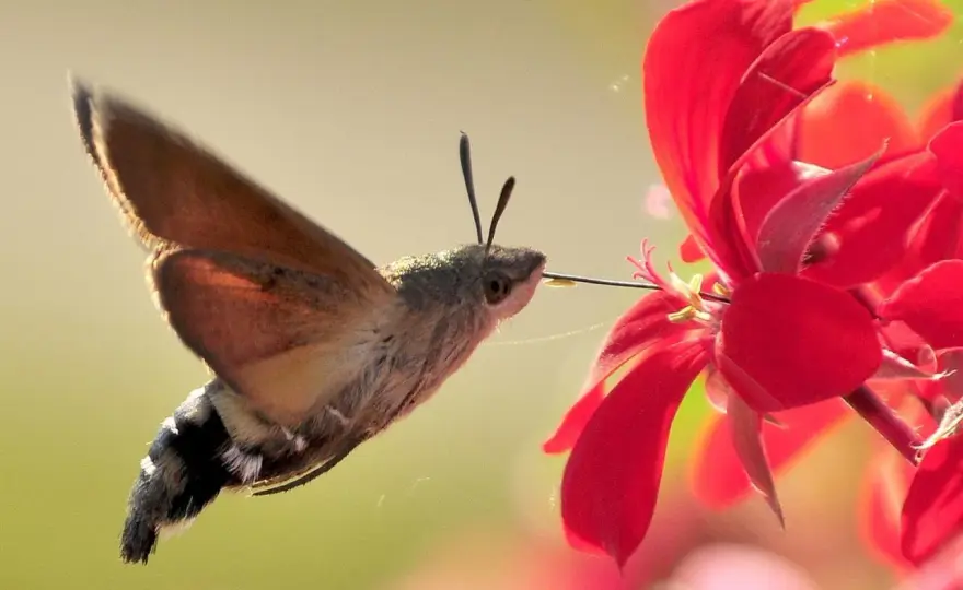 Kolibri Insekt? Die Wahrheit über Taubenschwänzchen im Garten