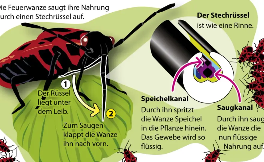 Feuerwanzen - Schädling oder Nützling? Die Wahrheit über ihre Nahrung