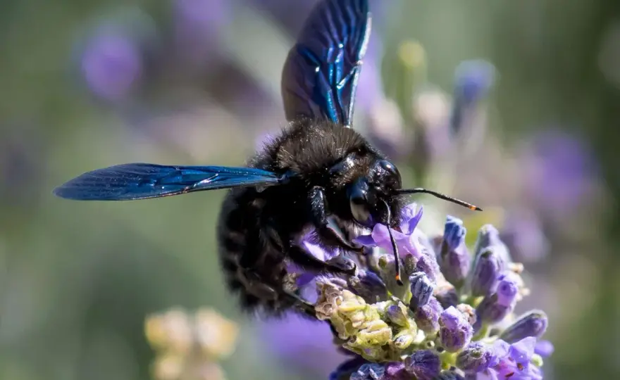 Schwarze Biene im Garten? - Blauschwarze Holzbiene erkennen