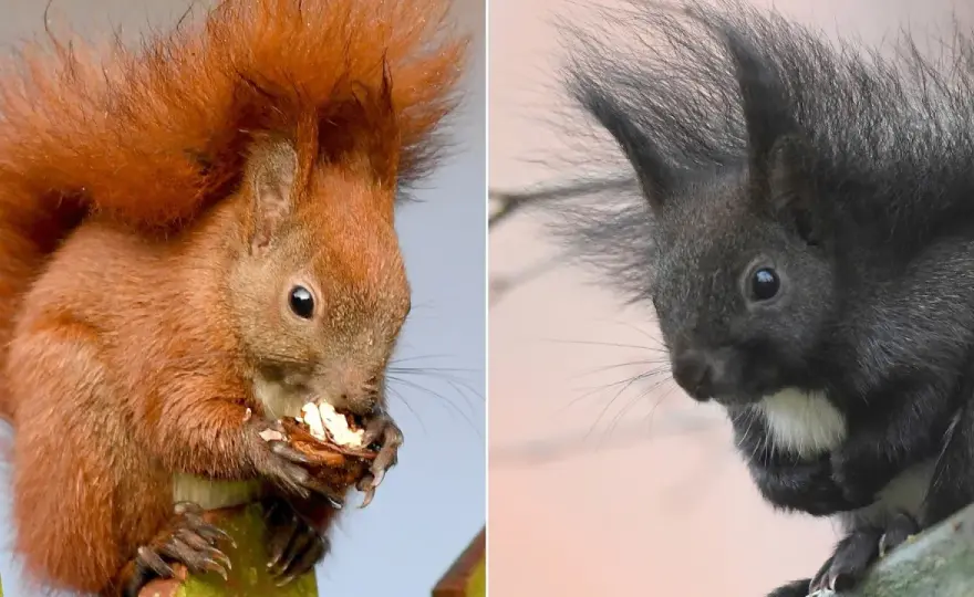 Dunkles Eichhörnchen - Was steckt dahinter? Entdecke die Wahrheit!