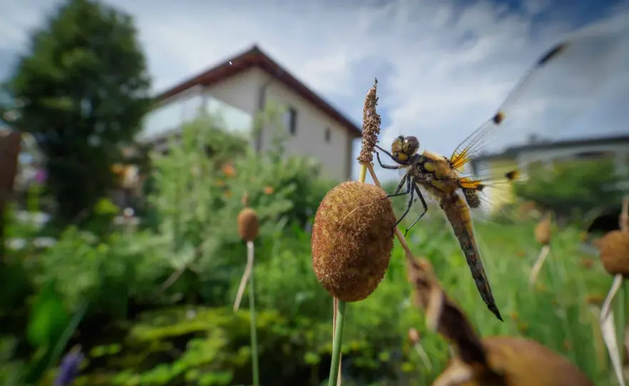 Libellen im Garten - So lockst du sie an!