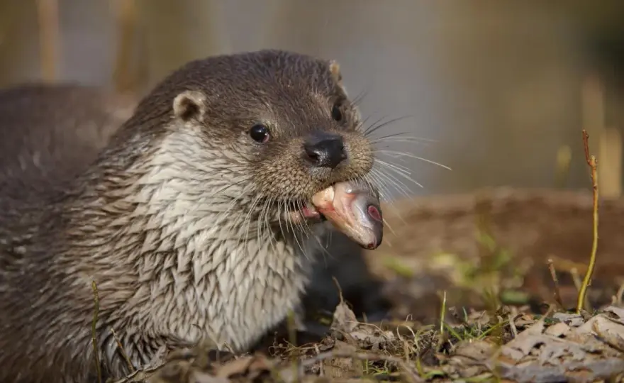 Wie alt werden Otter wirklich? Lebensdauer & Einflussfaktoren